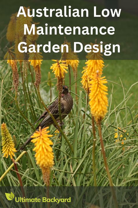 Turn your Aussie backyard into a serene retreat without the constant upkeep. Our guide offers smart strategies for a low-maintenance garden, from planning your space with local inspirations to choosing the right native plants that thrive with minimal care. Aussie Backyard, Australian Native Garden Design, Low Maintenance Garden Design, Working In The Garden, Australian Trees, Ultimate Backyard, Native Gardens, Australian Native Garden, Garden Magic