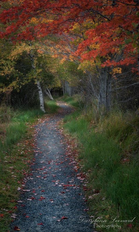 A walk through the woods in #Maine's beautiful Acadia National Park. Photo by Darylann Leonard Photography Pretty Pathways, Maine Woods, Maine Road Trip, Fall Scenery, Autumn Blessings, Tree Tunnel, Family Park, Walkways Paths, Breathtaking Scenery