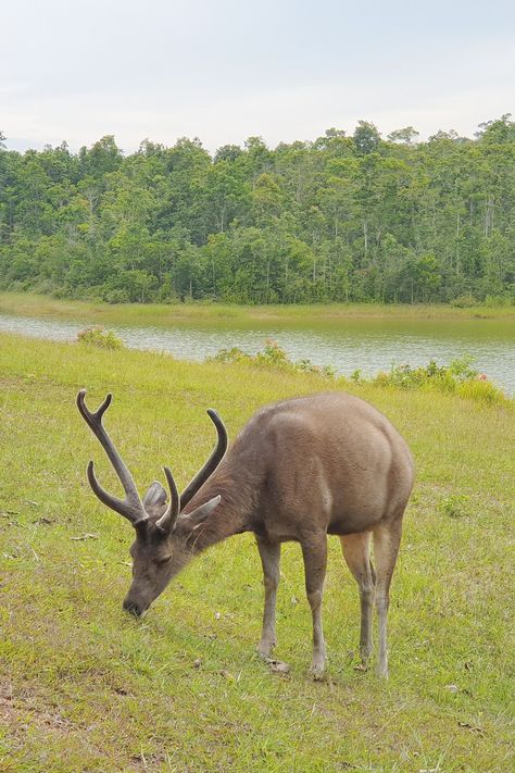 An absolute eye opener. Khao yai is full of gorgeous mountains, amazingly cute animals, serene landscape.  A must visit for nature lovers and a good escape from thevconcrete jungle of bangkok.  #getaway #khaoyai #thailand #amazingthailand #mountains #deer #wildlife #nature #cuteanimal #klovara #klovaraskincare #klovarasg Khaoyai Thailand, Khao Yai National Park, Khao Yai, Serene Landscape, Wildlife Nature, Nature Lovers, Nature Lover, Bangkok, National Park