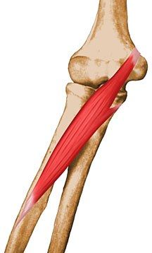 Pronator Teres - Anatomy - Orthobullets.com Medial Epicondyle, Pronator Teres, Understanding Anatomy, Tensor Fasciae Latae, Median Nerve, Art Anatomy, Forearm Muscles, Body Diagram, Trigger Point Therapy