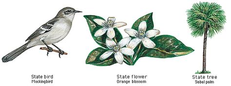 Florida State Bird, Flower and Tree Florida State Flag, State Birds, Flower Tree, Visit Florida, Birds And Flowers, Fresh Image, Travel Nursing, Homeschool Planning, Flower Bird