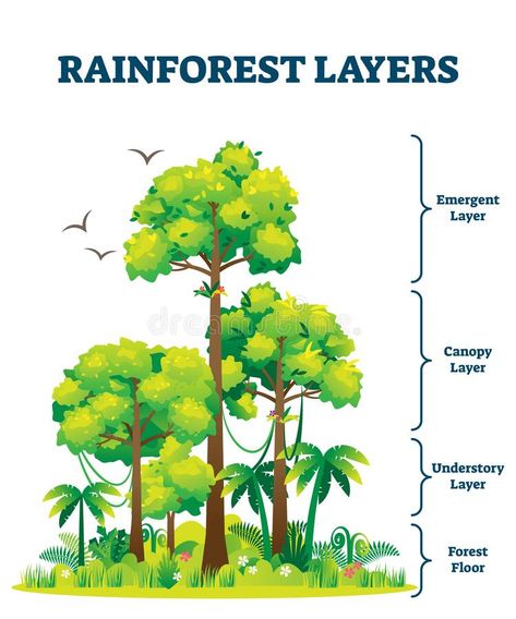 Rainforest Layers, Science Corner, Rainforest Project, Types Of Forests, Food Forest Garden, Rainforest Trees, Rainforest Habitat, Forest Resources, Forest Ecosystem