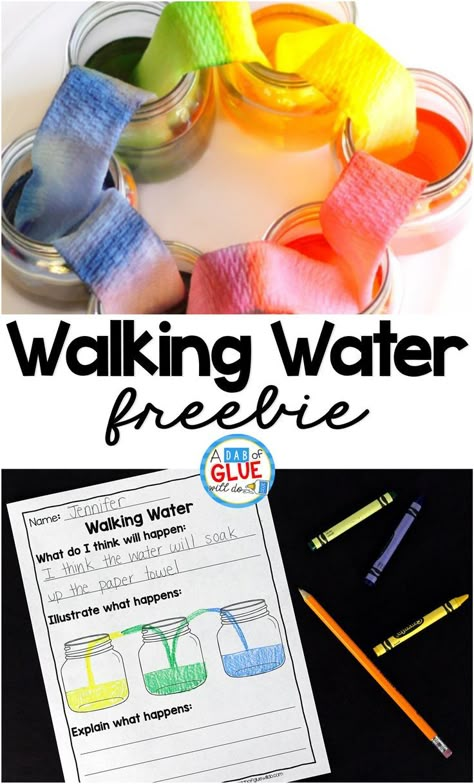 This Walking Water Experiment is a great hands-on science experiment perfect for anytime of the year. There is a free recording sheet printable included. This is perfect for preschool, kindergarten, and first grade students. Walking Water Experiment, Science Activity For Kids, Vetenskapliga Experiment, Elementary Science Experiments, Science Experience, Walking Water, Water Experiments, Science Week, Science Camp