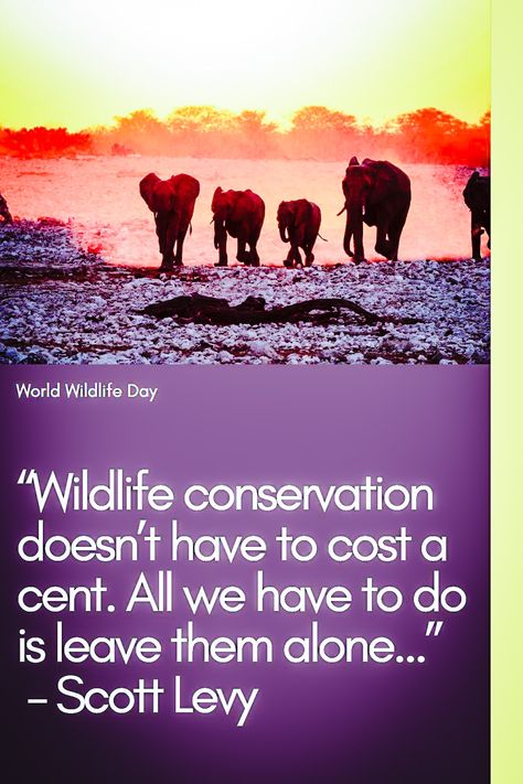 Save Wildlife Slogans, World Wildlife Day, Holiday Homework, Fauna And Flora, Biodiversity Conservation, Wildlife Day, Save Wildlife, Forest And Wildlife, Environment Day