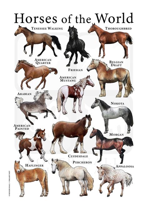 A colorful collage of scientifically accurate illustration of various breeds of horses. The layout features fourteen different types of these beautiful equines. American Mustang American Paint Horse American Quarter Appaloosa Arabian Belgian Draft Clydesdale Friesian Haflinger Morgan Nakota Percheron Tennessee Walking Horse Thoroughbred All images are scientifically accurate and expertly drawn by wildlife artist Roger Hall, who has been working in the field for over 20 years for such noted organ American Belgian Horse, Standard Bred Horses, Different Types Of Horses, Mustang Horse Aesthetic, Nakota Horse, Types Of Horses Breeds, Horse Breeds Chart, Type Of Horses, Horse Racing Aesthetic