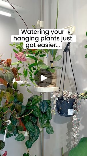 2K views · 232 reactions | Such a life saver🙌🏻  Watering hanging plants is such an annoyinggggg task but I’ve been loving this hanging drip tray! No more climbing on chairs to take my plants down to water!   Fun news! They’re on sale through 8/25! Comment “drip” for the link and discount code! Or you can shop directly on the @channygrayhome website and use code “birthday” 🥳  Have you tried hanging drip trays before?🌱  #houseplants #plantcare #planttips #plantstyling #plantchores #plantwatering #plantroom | Karlie G. | ianasher · Original audio Plant Drip Tray Diy, Plant Pot Diy, Drip Tray, Room With Plants, Diy Hanging, Diy Plants, Water Plants, Have You Tried, Hanging Baskets