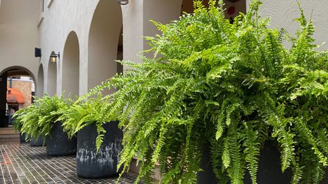 The Kimberly Queen fern is a regal perennial that can be grown both indoors and outside in warm climates. Native to Australia, it thrives in heat and humidity. Kimberly Queen Fern, Fern Care Indoor, Fern Planters, Hanging Ferns, Large Terracotta Pots, Ferns Care, Natural Air Purifier, Kangaroo Paw, Air Purifying Plants