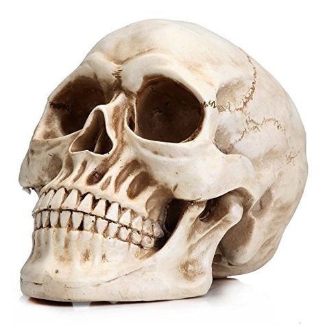 Bone Model, Halloween Fireplace, Skull Model, Minimalist Halloween, Skull Statue, Skeleton Head, Skull Decor, Gothic Halloween, Human Skull