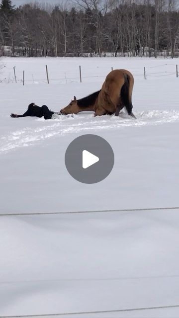 Pubity on Instagram: "Follow us @pubity for more content like this ❤️ Amazing moment ❤️ (Sandy Hodskins via Viralhog) - #horses #horse #animals #farmanimals #farm #pubity #adorable #wholesome #cute" Layla Aesthetic, Funny Horse Videos, Amazing Animal Pictures, Silly Animals, Cute Horses, Animal Companions, Cute Animal Videos, Cute Cats And Dogs, Cool Pets