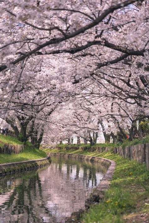 Saitama Japan Aesthetic, Aesthetic Japan Pictures, Cherry Blossom Japan Wallpaper, Japan Core Wallpaper, Japan Sakura Cherry Blossoms, Cherry Blossoms Aesthetic, Blossom Core, Japan River, Japan Blossom