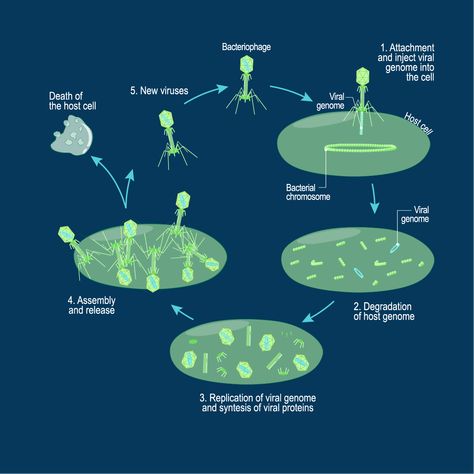 Lytic vs Lysogenic – Understanding Bacteriophage Life Cycles | Technology Networks Lysogenic Cycle, Lytic Cycle, Bacteria Classification, Cytogenetics Notes, History Of Microbiology, Bacteria Structure, Cytoskeleton Structure, Human Heart Anatomy, Viral Infection