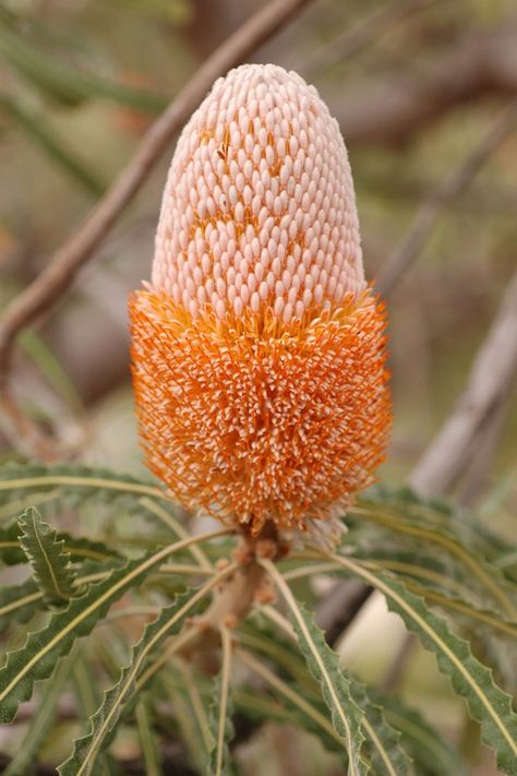 Collage Rainbow, Banksia Flower, Botanical Studies, Perth Travel, Water Wise Plants, Australian Natives, Australian Native Garden, Australian Wildflowers, Natural Inspiration