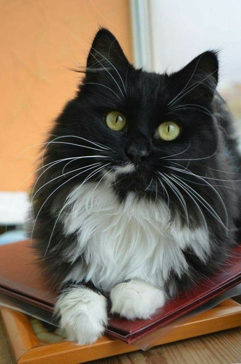 Longhair Tuxedo Cat, Long Haired Tuxedo Cat, Tuxedo Cats, Black And White Cat, Gorgeous Cats, Norwegian Forest Cat, Tuxedo Cat, Skateboarder, White Cats