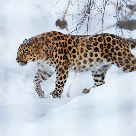 Amur Leopard Facts - WildCats Conservation Alliance Leopard Facts, Amur Leopard, Beautiful Wildlife, Wildlife Photos, Creature Concept Art, Animal Photos, Creature Concept, Seoul Korea, Endangered Species