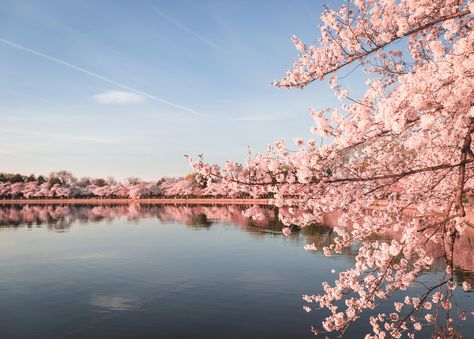 Peak Cherry Blossom Bloom In DC Cherry Blossoms In Dc, Cherry Blossom Dc, Visit Dc, Washington Dc Travel, Cherry Blossom Festival, Dc Travel, Hdr Photography, Spring Wallpaper, Japanese Cherry Blossom