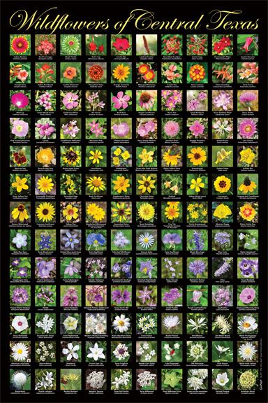 Go Wild! Poster: Wildflowers of Central Texas Texas Landscaping, Garden Front Of House, Texas Plants, Fenced Vegetable Garden, Garden Seating Area, Backyard Garden Diy, Rustic Backyard, Tropical Backyard, Pallet Patio