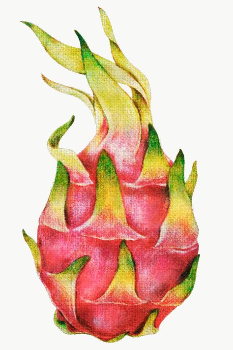 Dragon fruit oil paint style overlay | free image by rawpixel.com / Donlaya Dragon Fruit Illustration, Dragon Fruit Drawing, Dragon Fruit Vector, Dragons Tattoos, Botanical Art Drawing, Drawing Dragon, Fruit Sketch, Dragons Tattoo, Fruit Png