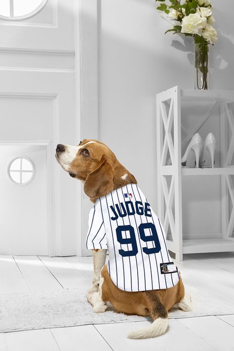 MLBPA Dog Jersey  Aaron Judge *99 Pet Jersey  MLB New York Yankees Mesh Jersey XSmall -- Learn even more about the fantastic product at the photo web link. (This is an affiliate link). Baseball Costume, Baseball Costumes, Dog Jersey, Mesh Jersey, Aaron Judge, Web Photos, Dog Apparel, Dog Costumes, New York Yankees