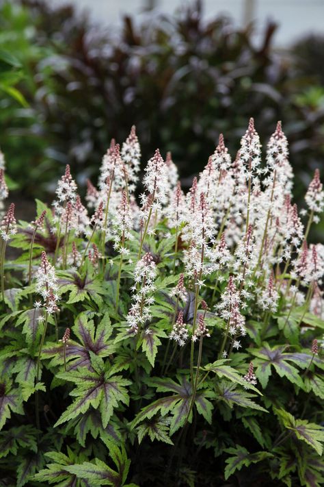 Tiarella (Foamflower)countryliving Blue Flowering Shrubs, Deer Resistant Garden, Shade Landscaping, Front Landscape, Easy Perennials, Shade Loving Perennials, Foam Flower, Backyard Shade, Deer Resistant Plants