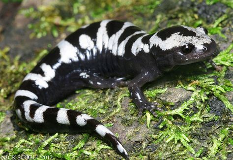 Identified one of these in Clare County, Michigan, though it was many years ago || Marbled Salamander by Nick Scobel, via Flickr Marbled Salamander, Big Iguana, Tiger Salamander, Amazing Frog, Pet Enclosure, Pet Turtle, Salamanders, Reptiles Pet, Reptiles And Amphibians