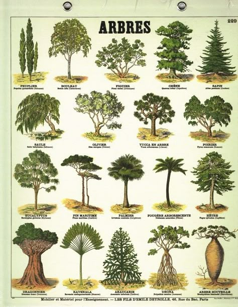 Deyrolle s’affiche pour la COP21 http://www.pariscotejardin.fr/2015/11/deyrolle-saffiche-pour-la-cop21/ Types Of Trees, Tree Identification, Tree Sketches, Tree Lover, Illustration Botanique, Plant Identification, Tree Drawing, Botanical Drawings, Bonsai Tree