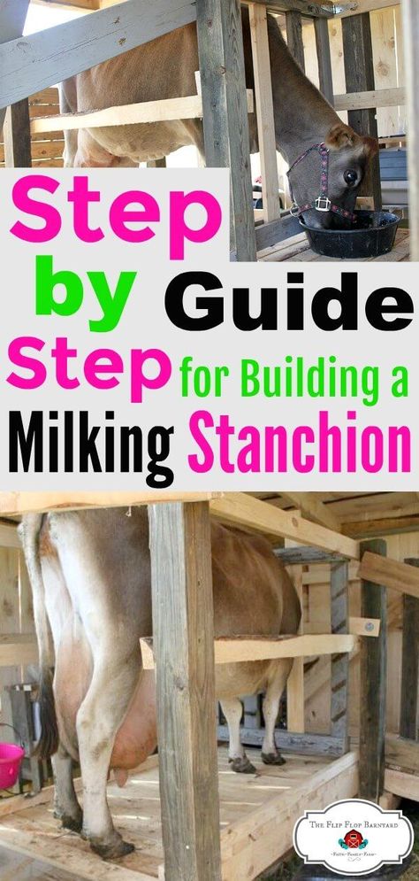 How To Build An Elevated Milking Stanchion. DIY homemade cow milking stanchion. This is a raised milk stand but can be built straight on the ground as well. via @BarnyardJen Milk Stanchion Cows, Milk Cow Stanchion, Diy Cow Milking Stanchion, Milking Stanchion Cows, Diy Milk Stand For Goats, Mini Jersey Milk Cow, Diy Cow Shelter, Cow Stanchion Ideas, Cow Shelter Ideas