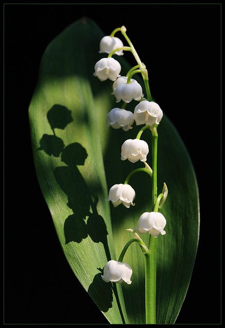 Convallaria Majalis, White Flowers Garden, Foto Transfer, Lily Of The Valley Flowers, Valley Flowers, White Flower Girl Dresses, Hello May, Lily Flower, Flower Pictures