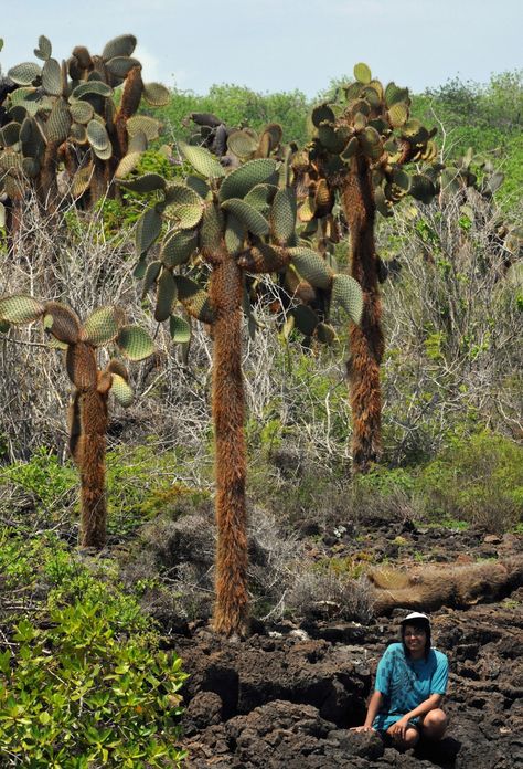 THE GALAPAGOS ISLANDS – THE NATURALIST'S TRAVEL PAGE Galapos Islands, Galapagos Ecuador, Graphic Icons, Island Pictures, Yellow Line, Galapagos Islands, Island Hopping, Round Trip, Fantasy Landscape