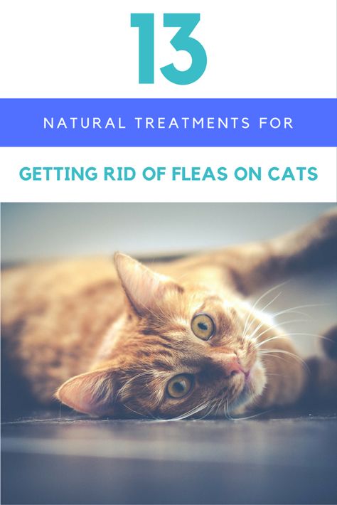 Fleas On Kittens, Fleas On Cats, Natural Flea Remedies, Essential Oils For Fleas, Home Remedies For Fleas, Benadryl For Cats, Cat Remedies, Cat Health Remedies, Get Rid Of Fleas