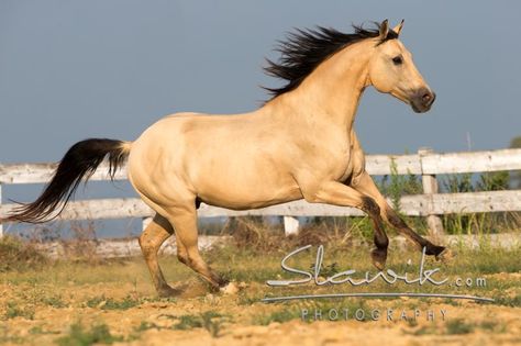 white horse with red mane | or gold; mane and tail may be black, brown, red, yellow, white ... Horse Buckskin, Buckskin Horses, Aqha Horses, Buckskin Horse, Horse Anatomy, Mustang Horse, Quarter Horses, Horse Dressage, Andalusian Horse