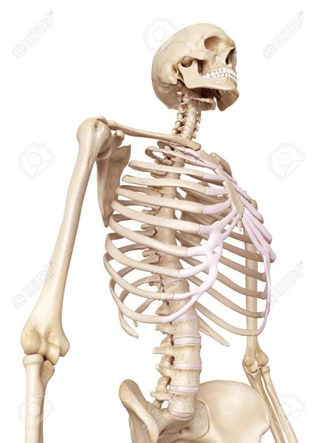 Skeleton Pics, The Human Skeleton, Human Skeleton Anatomy, Skeleton Artwork, Anatomy Bones, Skull Reference, Skeleton Anatomy, Skeleton Drawings, Art Photography Portrait