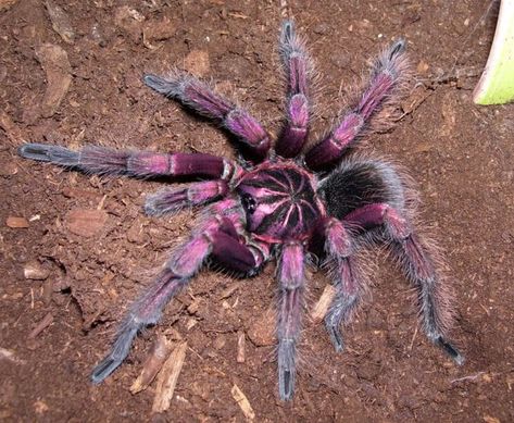 The adorable spider pictures thread Pet Tarantula, Arachnids Spiders, Spider Pictures, Spider Species, Creepy Spider, World Birds, Beautiful Bugs, Creepy Crawlies, Arthropods