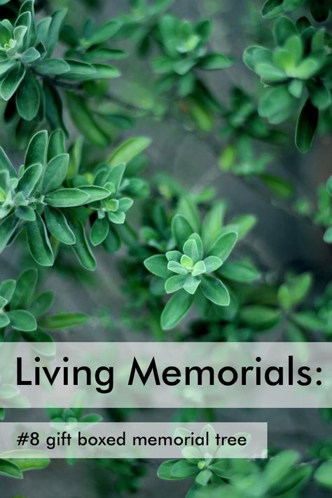 Send a gift boxed memorial tree to the family, to plant as a "Living Memorial" to honor the memory of their loved one. A beautiful memorial gift idea. Living Memorial Ideas, Memorial Tree Ideas, Memorial Plants, Memorial Tree, Sympathy Plants, When Someone Dies, Memorial Ideas, Memory Tree, Plant Gift