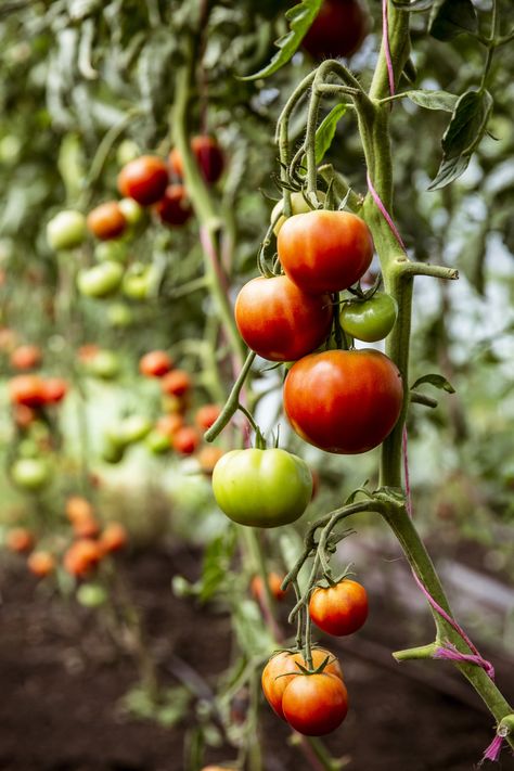 How to Plant and Grow Tomato Plants | POPSUGAR Food Tomato Growers, How To Grow Tomatoes, Cherry Tomato Plant, Tomato Vine, Grow Tomatoes, Easy Plants To Grow, Summer Tomato, Red Tomato, Tomato Garden