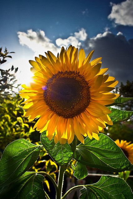 My signature flower in a world full of weeds. My Sunflower will shine forever. Sunflowers And Daisies, 수채화 그림, Happy Flowers, Flower Field, Love Flowers, Horticulture, Green Thumb, Nature Beauty, Pretty Flowers