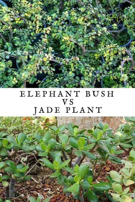 Elephant bush vs jade plant – which is best? I always thought these two South African succulents appeared very similar, but they’re actually quite different. The most obvious distinction between them is size. Although jade plants can grow up to eight feet tall, elephant bushes dwarf them, reaching as high as 20 feet! Elephant Bush, Elephant Plant, Jade Plant, Jade Plants, Pros And Cons, Dream Garden, South African, How To Know, Pumpkins