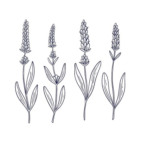 Free Vector | Hand drawn lavender outline illustration Lavender Outline, Drawn Lavender, Lavender Drawing, Outline Illustration, Plant Drawing, Psd Icon, Vector Hand, Iconic Photos, Vector Photo