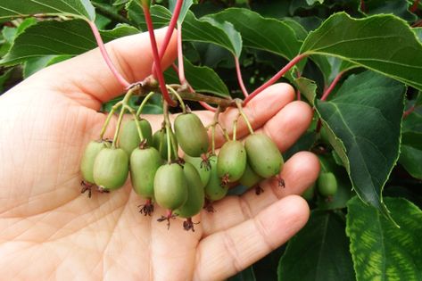 Hardy Kiwi, Kiwi Recipes, Kiwi Berries, Farm Lifestyle, Ripe Fruit, Food Forest, Kiwi Fruit, Forest Garden, In The Flesh