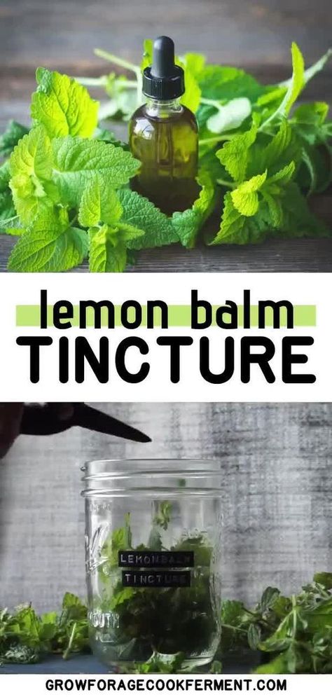 Lemon Balm Tincture How To Make, Lemon Balm Oil Recipes, Lemon Balm Oil How To Make, How To Dry Lemon Balm, How To Make Lemon Balm, How To Use Lemon Balm, What To Do With Lemon Balm, Dried Lemon Balm, Lemon Balm Recipes