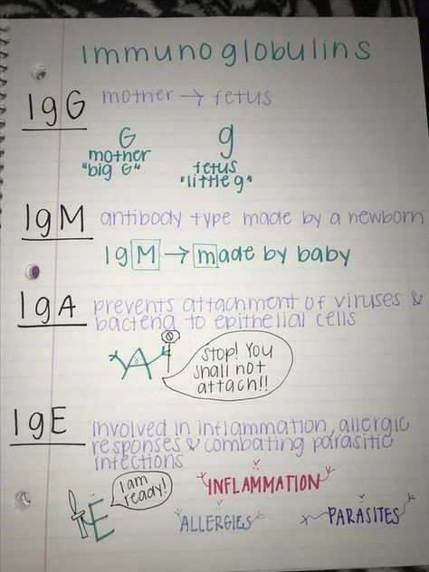 Pathophysiology Nursing Immunity, Inotropic Chronotropic Dromotropic, Immunity Nursing Notes, Pharmacology Paramedic, Immunoglobulin Nursing, Immunology Study Notes, Immunity Notes, Hematology Notes, Immunology Notes