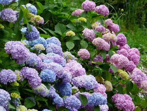 Wij worden heel blij van hortensia's. We hebben de 9 beste hortensia-tips voor je op een rij gezet. Thuja Green Giant, Hydrangea Tree, Hydrangea Shrub, Endless Summer Hydrangea, Hydrangea Painting, Hydrangea Care, Growing Hydrangeas, Hydrangea Paniculata, Hydrangea Macrophylla