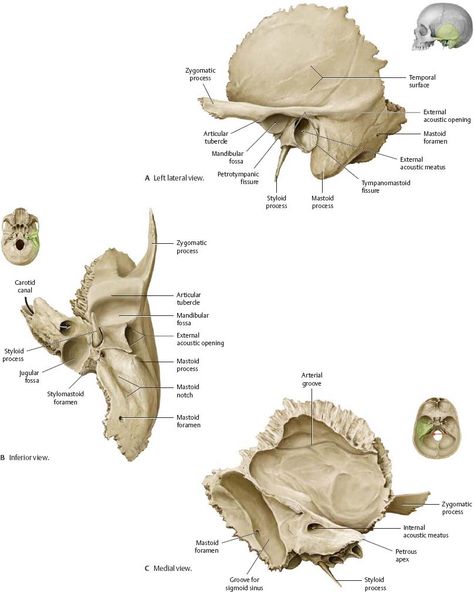 Study Diagrams, Muscles Of Facial Expression, Temporal Bone, Forensic Medicine, Dental Hygiene Student, Anatomy Images, Facial Bones, Anatomy Bones, Skull Anatomy