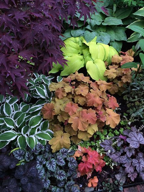 Heucherella Gunsmoke + H Paprika, Caramel, Dale's Strain  Read more: http://www.finegardening.com/coral-bells-and-hybrids#ixzz4AFjzYy3S  Follow us: @finegardening on Twitter | FineGardeningMagazine on Facebook Fine Gardening Magazine, Shade Garden Design, Shade Garden Plants, Hosta Gardens, Coral Bells, Garden Area, Fine Gardening, Woodland Garden, Plants And Flowers