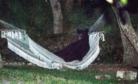 50 Astonishing Animal Photos of 2014 A black bear lies on a hammock at a residential back yard in Daytona Beach, Florida early evening on May 30, 2014. The Bloodhound Gang, Beach Foto, Backyard Hammock, Garden Hammock, Florida Man, Daytona Beach Florida, Daytona Beach, Take A Nap, Animal Rights