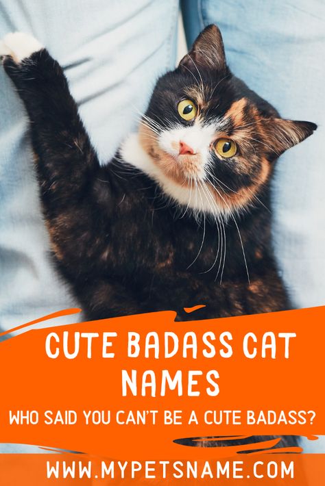 Witchy Pet Names, Boy Cat Names Unique, Cat Names Orange, Badass Cat Names, Unique Names For Cats With Meaning, Cool Pet Names, Cute Pet Names, Cute Cat Names, Tiny Cats