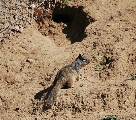 Get Rid Of Squirrels, Ground Squirrel, Rodents