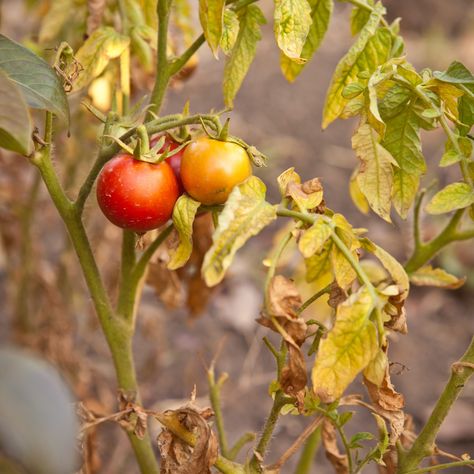 Tomato Plant Diseases, Tomato Disease, Tomato Leaves, Cat Safe Plants, Orchid Fertilizer, Orchid Plant Care, When To Plant Vegetables, Rainforest Plants, Yellow Tomatoes