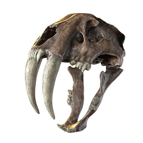 Saber Tooth Skull, Sabertooth Tiger Skull, Sabertooth Skull, Saber Tooth Tiger Skull, Fossil Ideas, Animal Skull Drawing, Dragon Anatomy, Tiger Skull, Skull Reference