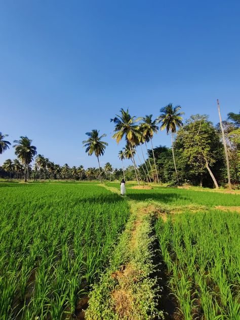 Palakkad Paddy Field Photography, Kerala Vibes, Paddy Field, Field Photography, Heart Overlay, Fields Photography, Kerala, In The Middle, The Middle