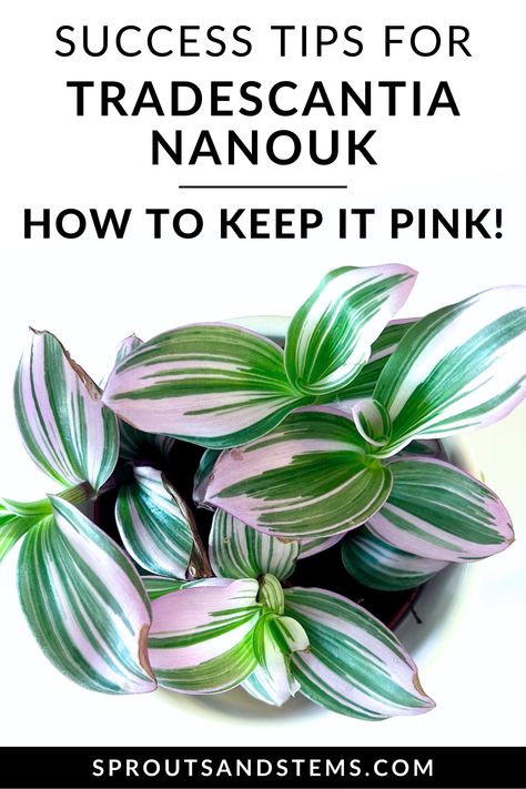 Dive into the fascinating world of the Tradescantia Nanouk! Discover essential care tips to grow a vibrant, happy plant and learn exactly how to maintain its pink leaf color! #TradescantiaNanoukCare #TradescantiaNanoukPlantCare #TradescantiaNanoukPink Bubblegum Plant, Pink Leaf Plant, Tradescantia Zebrina Care, Tradescantia Nanouk Care, Tradescantia Bubblegum Plant, Pink Tradescantia, Tradescantia Pink Panther, Tradescantia Fluminensis Variegata, How To Make Pink